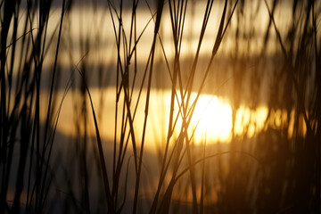 Silhouette of grass with sunlight background.