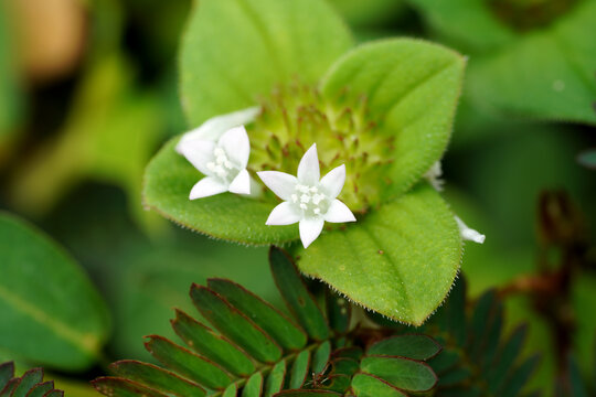 Close up Spermacoce latifolia flower with blur leaf.