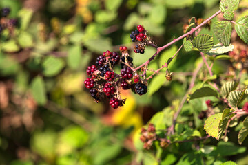 Ripe wild blackberries closeup on a blurred background