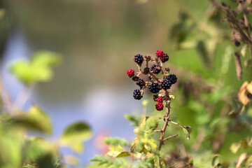 Ripe wild blackberries closeup on a blurred background