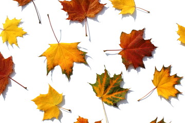 Naklejka na ściany i meble Texture from beautiful autumn leaves on a white isolated background.