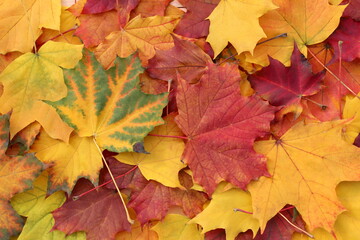 Naklejka na ściany i meble Bright texture from autumn beautiful maple leaves.