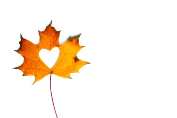 A yellow maple leaf with a heart carved in the middle lies on an isolated background.