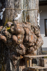 中禅寺境内にある杉の木の瘤／栃木県日光市