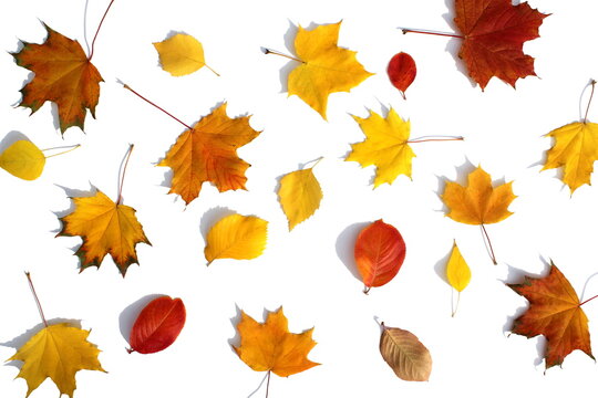 Texture from beautiful autumn leaves on a white isolated background.