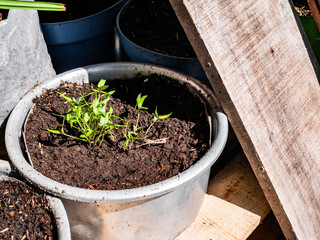 green plant seeds planted in used pots in the yard of the house
