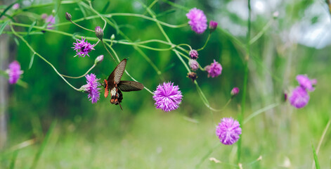 Beautiful butterfly and flowers. Wild pink flowers and butterfly in a meadow in nature in the rays of sunlight in summer.