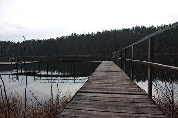 Naklejka premium Russian forest