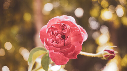 photo of artistic red rose in the garden