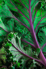 Close up shot of Bundle of fresh green Kale Salad Leaves and Stems in a Local Market. Selective focus. Food background.