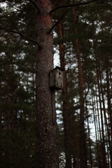 Fototapeta premium Russian forest....