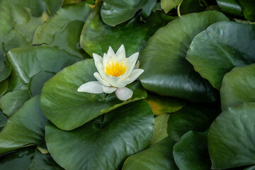White lotus with yellow pollen with dark green water lily leaves on the surface of the pond.