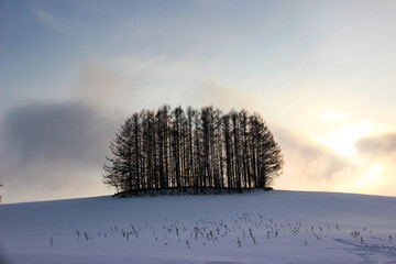 雪の丘のカラマツ林　美瑛町
