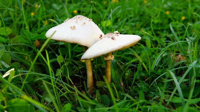 Green-spore Parasol ( Chlorophyllum molybdites ). A kind of widespread poisonous mushroom. Appear in lawns after the rain. If you eat this, you may vomiting, diarrhea, and colic.
