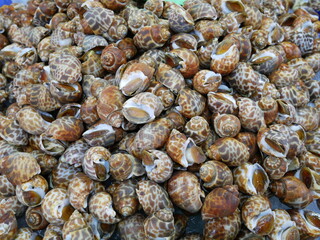 fresh areola babylon for sale on seafood market.