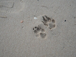 dog footprints on the sand beach.