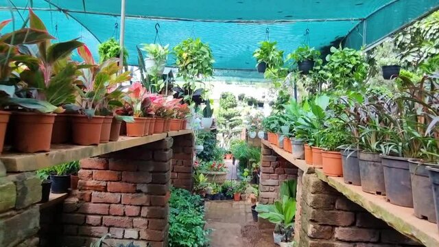 moving forward shot travelling between rows of plants in a green house nursery in Delhi, Jaipur India like syngonium and cryptanthus placed on brick shelves for the popular gardening hobby