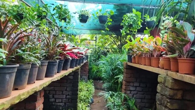 moving forward shot travelling between rows of plants in a green house nursery in Delhi, Jaipur India like syngonium and cryptanthus placed on brick shelves for the popular gardening hobby