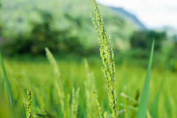 Fototapeta na wymiar Green paddy rice on fields in blooming