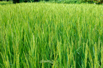 Green paddy rice on fields in blooming