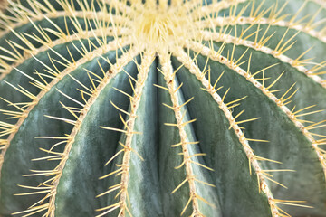 Part of a prickly green cactus. Round form plant