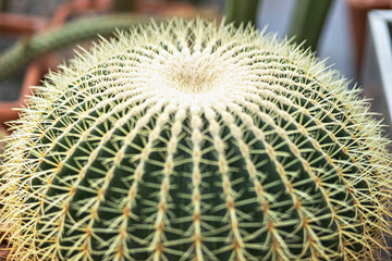 Part of a prickly green cactus. Round form plant