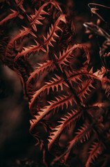 red fern leaf