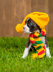 Cute German boxer puppy  wearing warm hat and scarf sits on green grass