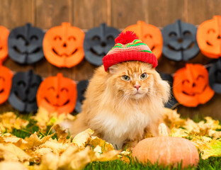 Fluffy Funny Maine Coon cat wearing warm hat  sits on autumn grass with pumpkin