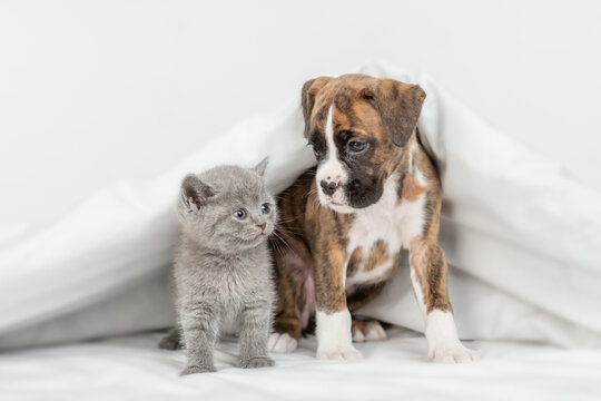 German boxer puppy and tiny kitten sit together under warm blanket on a bed at home and look at each other