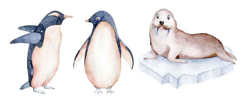 Beautiful watercolor illustration penguins, arctic walrus . Hand drawn image of antarctic birds. Isolated objects on white background.