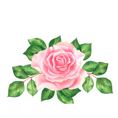 Pink roses. Watercolor vintage illustration. Isolated on a white background. For your design.