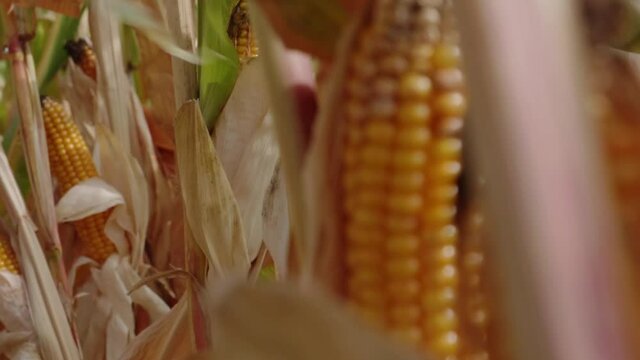View from inside a cornfield under a canopy of corn leaves, the approach of the autumn harvest season