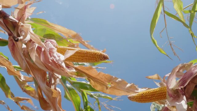 View from inside a cornfield under a canopy of corn leaves, the approach of the autumn harvest season