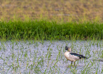 Knob billed duck in paddy field