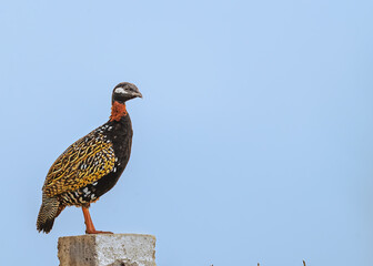 Black Francolin on a pillar