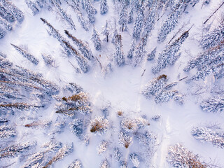 Aerial top view frozen forest, winter landscape scene with sun light