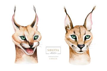 Africa watercolor savanna caracal animal illustration. African Safari wild cat cute animals face portrait character. Isolated on whote poster, packaging ,invitation, wedding design