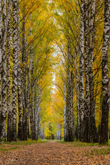 Autumn, birch alley in a beautiful park, with a wonderful background. A wonderful shot, with black and white birch trunks and golden leaves. Beautiful autumn, in Russia.