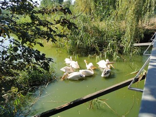 pelicans
