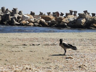 raven on the beach