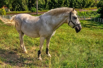 Obraz premium Lippizzan Horse on the meadow