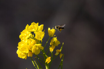 菜の花とミツバチ