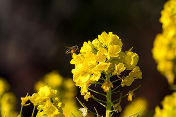 菜の花とミツバチ