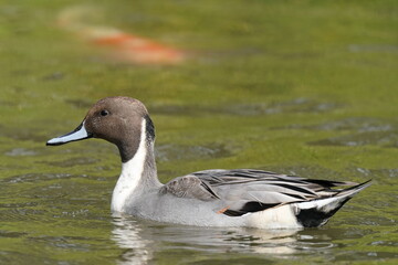 northern pintail in the pond