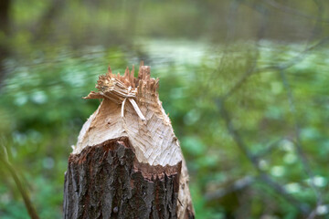 The stump of cutted tree in the forest