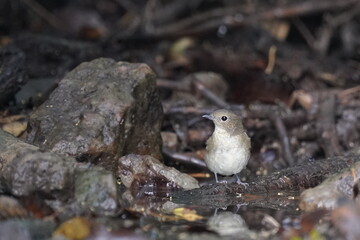 narcissus flycatcher is bathing