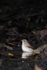 narcissus flycatcher is bathing