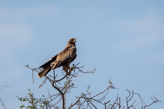 Booted eagle or Hieraaetus pennatus portrait perched high on tree with blue sky background at tal chhapar sanctuary rajasthan India