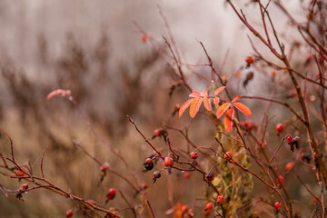 Rosehip bush in autumn, berries dry, leaves fall. Concept autumn, nature